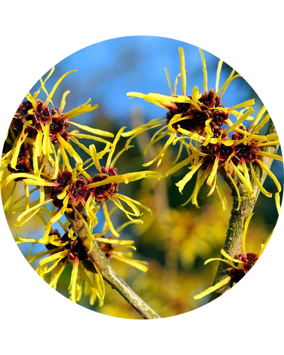 Witch Hazel